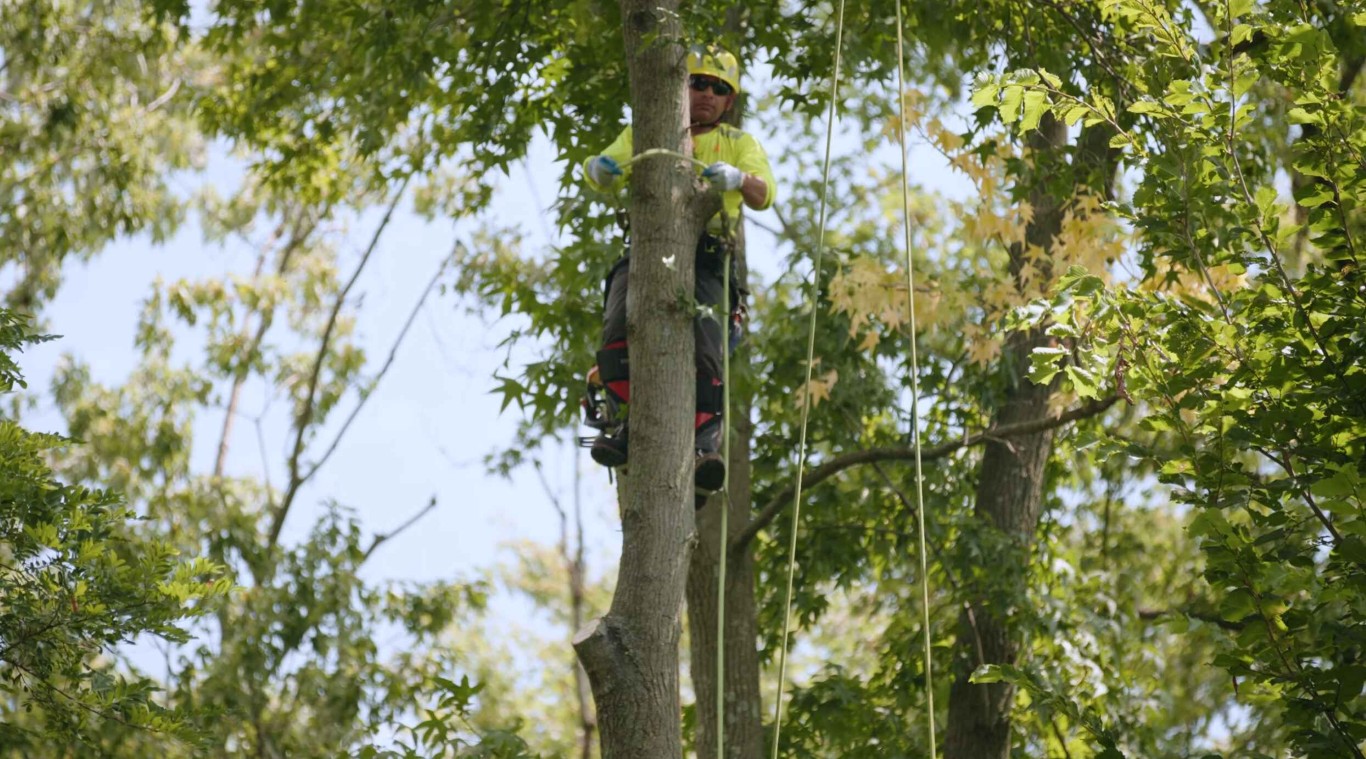 Tree Trimming & Pruning service in Watertown, MA