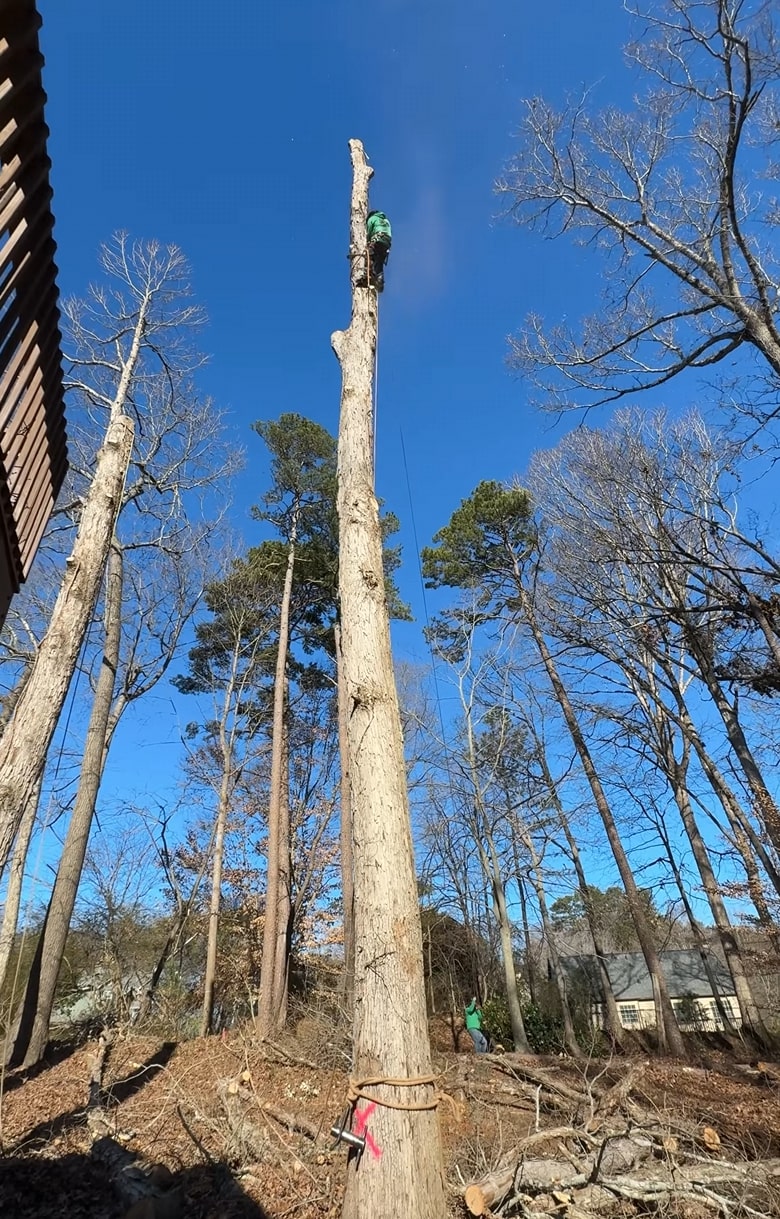 Tree Removal service in Watertown, MA