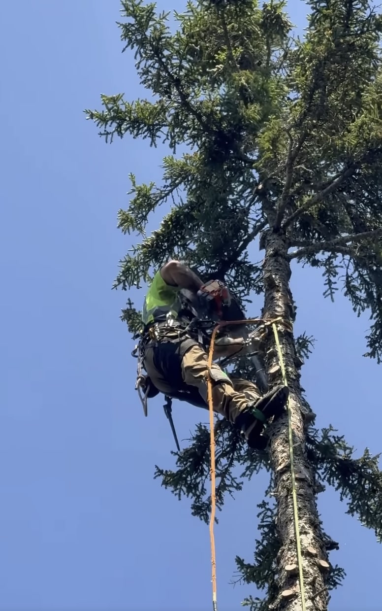 Professional tree service crew working on tall tree in Watertown, MA